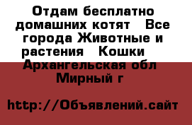 Отдам бесплатно домашних котят - Все города Животные и растения » Кошки   . Архангельская обл.,Мирный г.